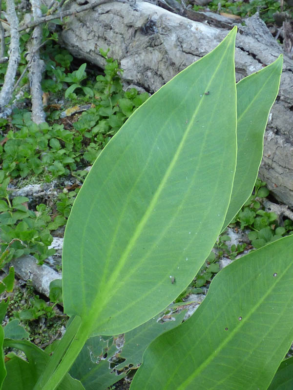 Alisma plantago-aquatica